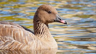 Wild Pink Footed Goose Trio CloseUp Encounters  USA [upl. by Valerie]