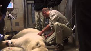 A Day in the Life of a San Diego Zoo Veterinarian [upl. by Harihs280]