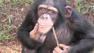 Laboratory Chimpanzee Released to Sanctuary [upl. by Ecidnarb340]