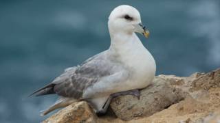 Fulmar [upl. by Philemol]