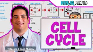 Cell Biology  Cell Cycle Interphase amp Mitosis [upl. by Rosenzweig]