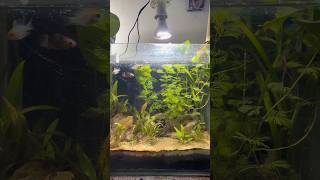 Aquatic plants growing without CO2 and liquid fertilizer 😍 shorts [upl. by Edward]