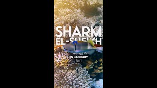 Sharm ElSheikh  Egypt in January  Part 1 [upl. by Nesral980]