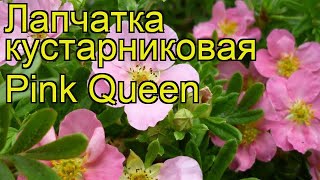 Лапчатка кустарниковая Пинк Квин Краткий обзор описание potentilla fruticosa Pink Queen [upl. by Eam]