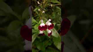 5 Wonderful Salvia Species in our Garden Shorts [upl. by Moriah]