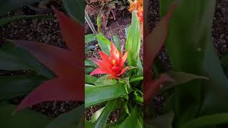 Bromeliads indoorgarden [upl. by Haiacim]