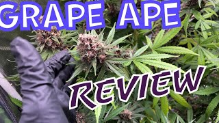 Heirloom Strain By Purple Caper Seeds 420 Grow cannabis [upl. by Dyraj]