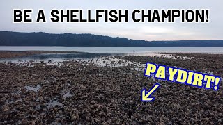 Finding Clam and Oyster Beaches in Washington State [upl. by Francyne]