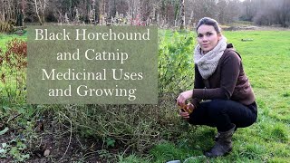 Cutting Back Black Horehound amp Catnip [upl. by Aliled183]