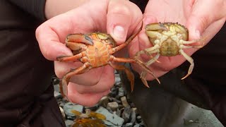 What is eelgrass — and why is it crawling with green crabs [upl. by Sevein]