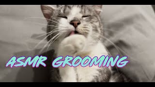 Cat Grooming ASMR with Bubbles 07 [upl. by Yema287]