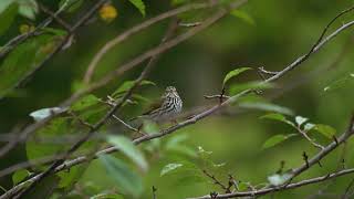 Ovenbird Looking Around [upl. by Einnaf]