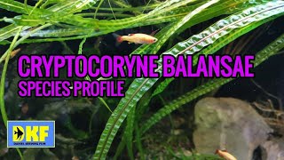 Cryptocoryne Balansae species profile [upl. by Tedi]