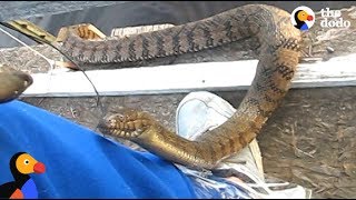 Man Feeds WILD SNAKE Friend A Snack  The Dodo [upl. by Chad]