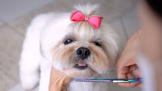 LHASA APSO GROOMING 🐶❤️ Teddy bear style haircut [upl. by Goldfinch]