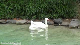 Philadelphia Zoo Coscoroba Swan Peaceful Pair [upl. by Hahnert]