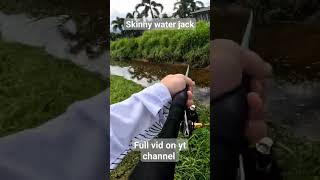 mangrovejack fishing cairns creek fnq drainfishing [upl. by Nodlehs51]