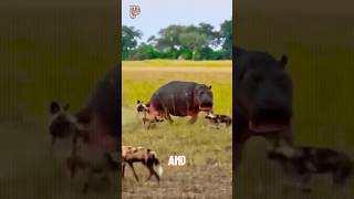 Wild Dogs Bully Young Hippos Then Elephant Shows Updog hipponswilddog [upl. by Ariam]