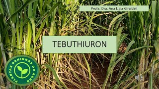 HERBICIDA TEBUTHIURON [upl. by Lairbag]