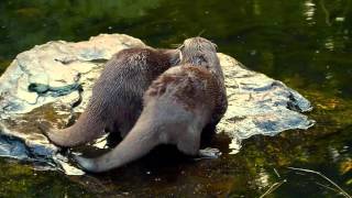 Mating Otters  Wetlands London [upl. by Caras177]