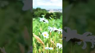 Oxeye daisy Vancouver Canada wildflowers vancouvertravels [upl. by Anirdnajela]