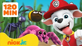 PAW Patrol  PAW Patrol Rettungen und Abenteuer mit Insekten 🐝 2 Stunden  Nick Jr Deutschland [upl. by Maddocks530]