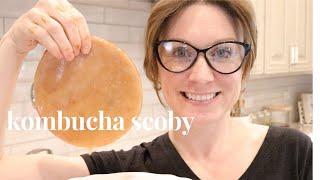 HOW TO MAKE A SCOBY FROM SCRATCH  how to grow a KOMBUCHA SCOBY  grow your own scoby at home [upl. by Montagu536]