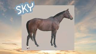 Sky Cataloged  Kalona July Monthly Horse amp Tack Sale 7124 [upl. by Azer653]