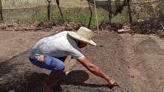 Preparando as leiras e plantando sementes de coentro e alface 🌱 [upl. by Eriuqs]