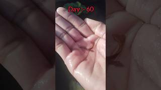 Guppy fish growth 1 day to 2 months Viral fish growth video psallpets PratheekPShetty [upl. by Gustave]