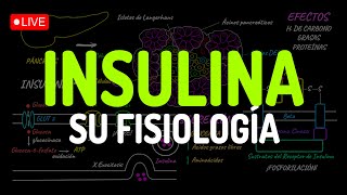 ¡INSULINA TODA su FISIOLOGÍA en 1 clase [upl. by Ignazio]