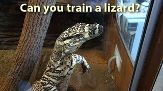 Can you train a lizard [upl. by Aiva]