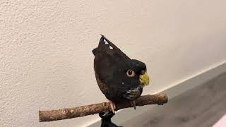 Natural Sounds of a Pionus Parrot during Puberty [upl. by Redleh]