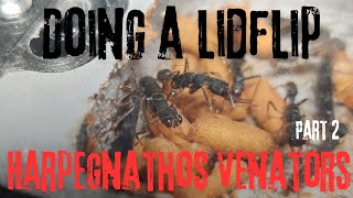 Doing a lidflip for our Harpegnathos Venator part 2 [upl. by Portugal]