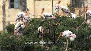 A heronry of Painted Storks in Gujarat [upl. by Eirised]