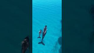 Watching whales swim through the bay whales australia fyp drone nature whalewatching [upl. by Siravrat494]