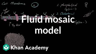 Cell membrane overview and fluid mosaic model  Cells  MCAT  Khan Academy [upl. by Telimay507]