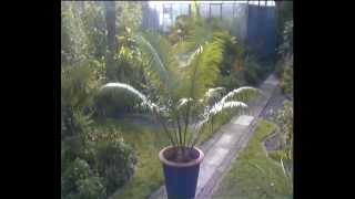 Cycad flush  Cycas Circinalis [upl. by Nemracledairam]