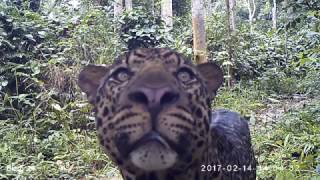 A leopard Panthera pardus tracks a research team in Lopé Gabon [upl. by Goren]