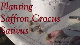 Saffron Crocus Sativus Planting 2014 [upl. by Ecnarrot935]