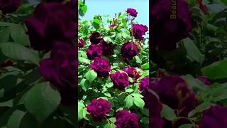 GORGEOUS purple rose rose nature beautiful roses ytviral [upl. by Ainalem]