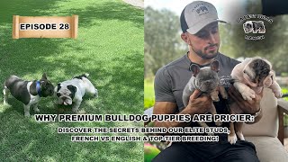 DaBestBulls Ep28 Why Premium Bulldog Puppies Are Pricier French vs English amp TopTier Breeding [upl. by Anevad]