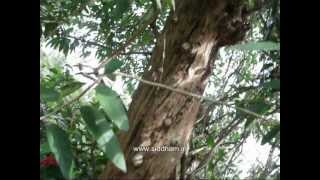 Herbal Medicine  Alangium salvifolium  Natural Remedy for Rabies [upl. by Calica]