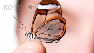 Glasswing Butterflies Want To Make Something Perfectly Clear  Deep Look [upl. by Mays]