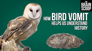 How Bird Vomit Helps Us Understand History [upl. by Ccasi122]