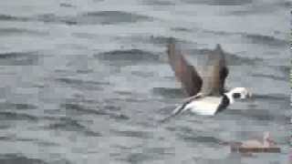 Old Squaw Long Tailed Duck [upl. by Eahsel480]