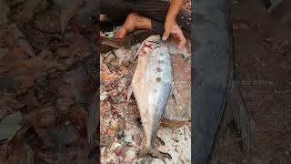 Giant Fish  Trying to Peel Fish Skin  Fish Cutting Skills surgeonfish tinyfish giantfish [upl. by Eener]