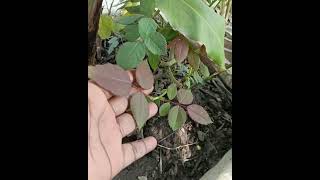 My first banana on my plant in a small grow bag🍌🍌Namitatarracegarden banana viral trending [upl. by Nakah]