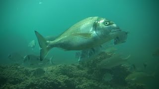 Orata Sparus aurata  Gilt head bream [upl. by Fredrika]