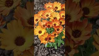 Osteospermum Orange Orbit Shorts Osteospermumflower flowers [upl. by Libna]